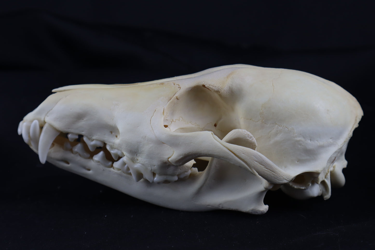 Coyote Skull