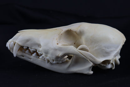 Coyote Skull
