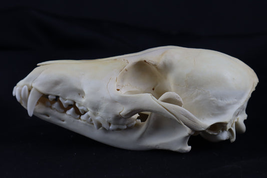 Coyote Skull