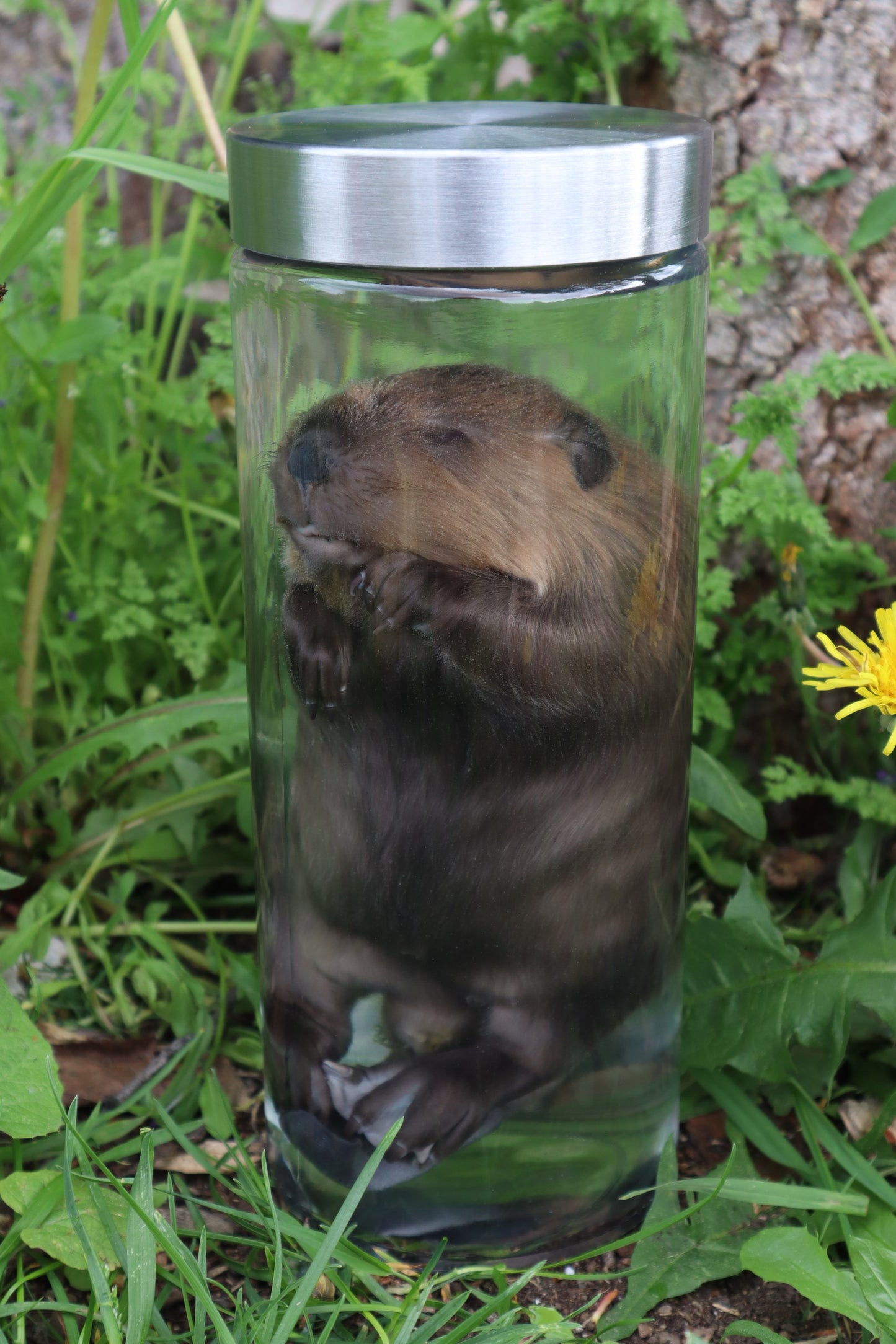 Baby Beaver Wet Specimen