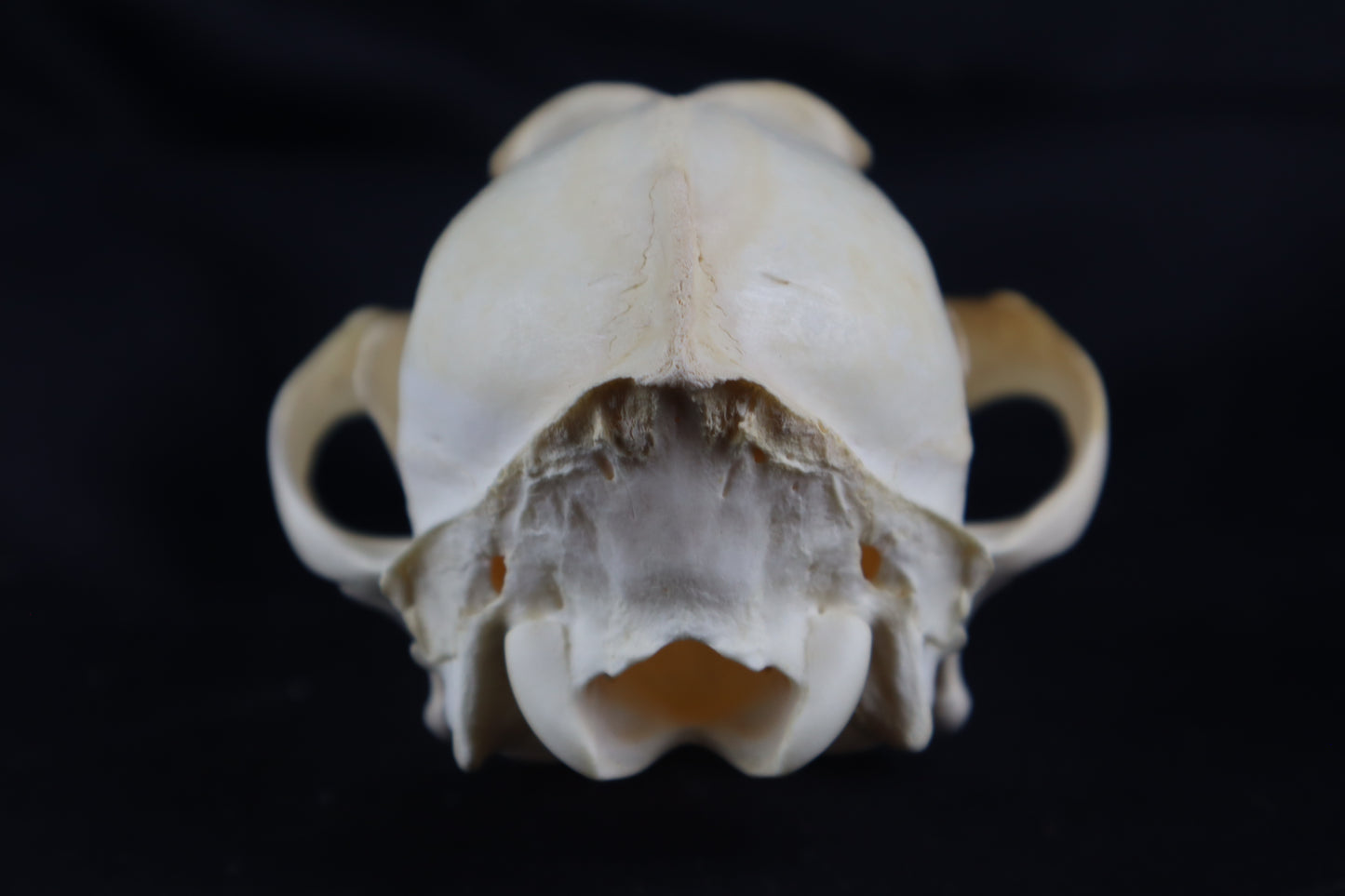 Coyote Skull
