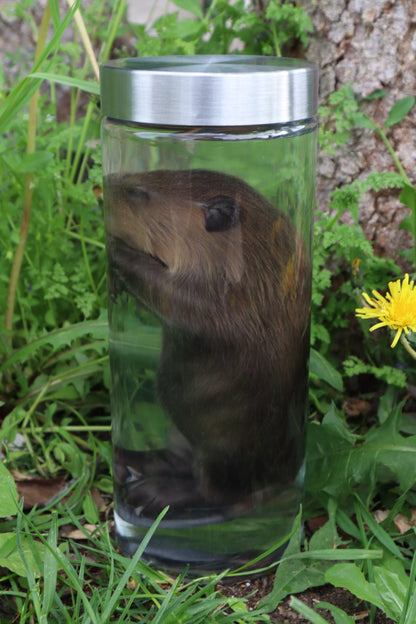 Baby Beaver Wet Specimen