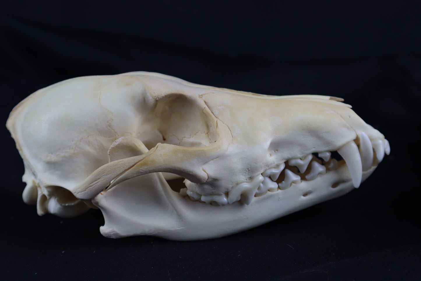 Coyote Skull