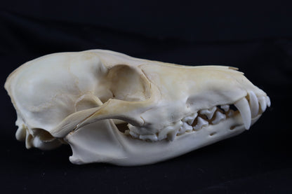 Coyote Skull