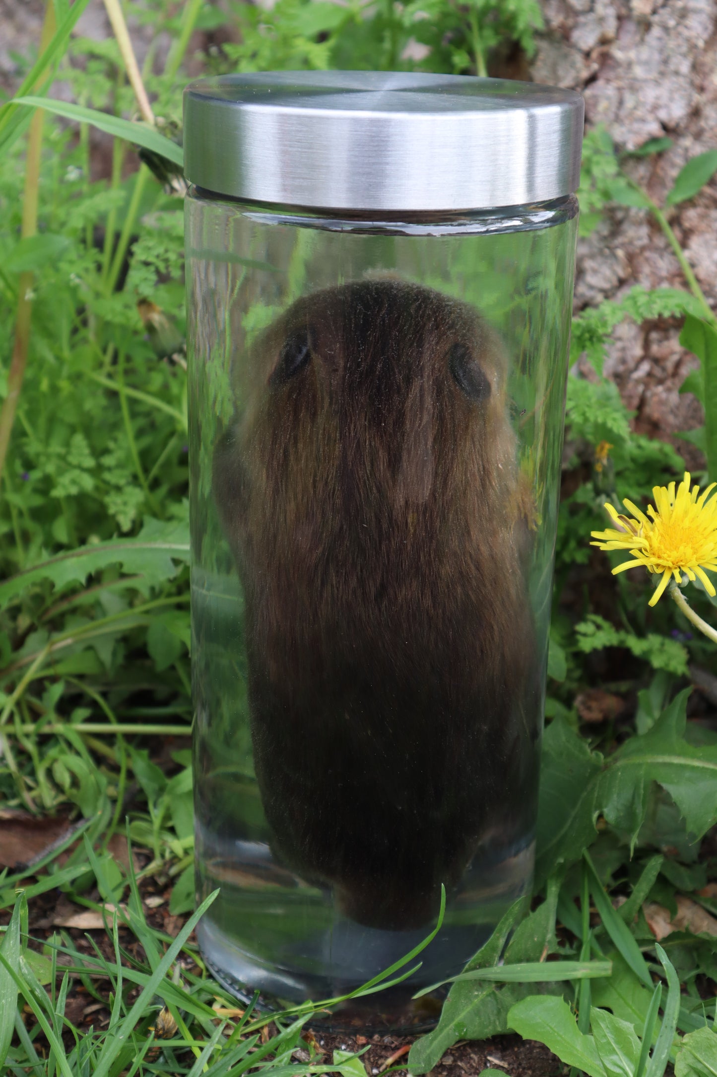Baby Beaver Wet Specimen