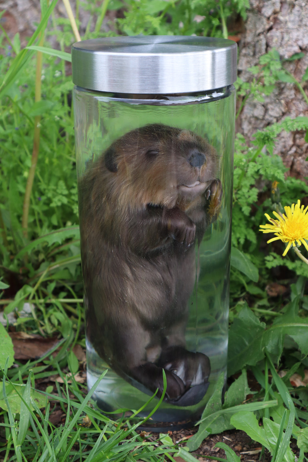 Baby Beaver Wet Specimen