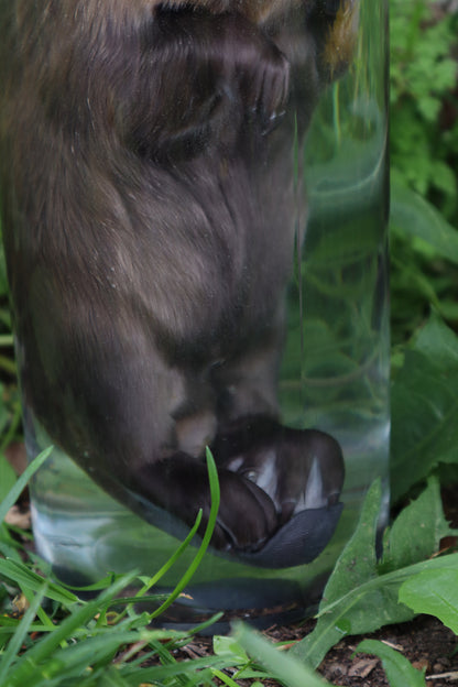 Baby Beaver Wet Specimen