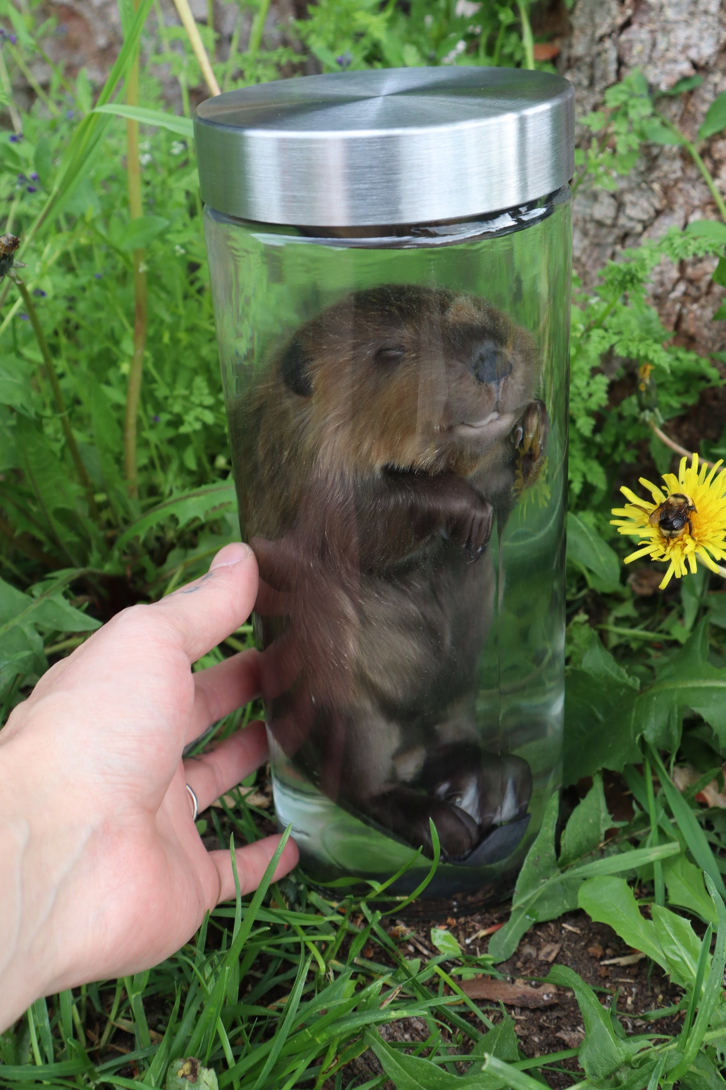 Baby Beaver Wet Specimen