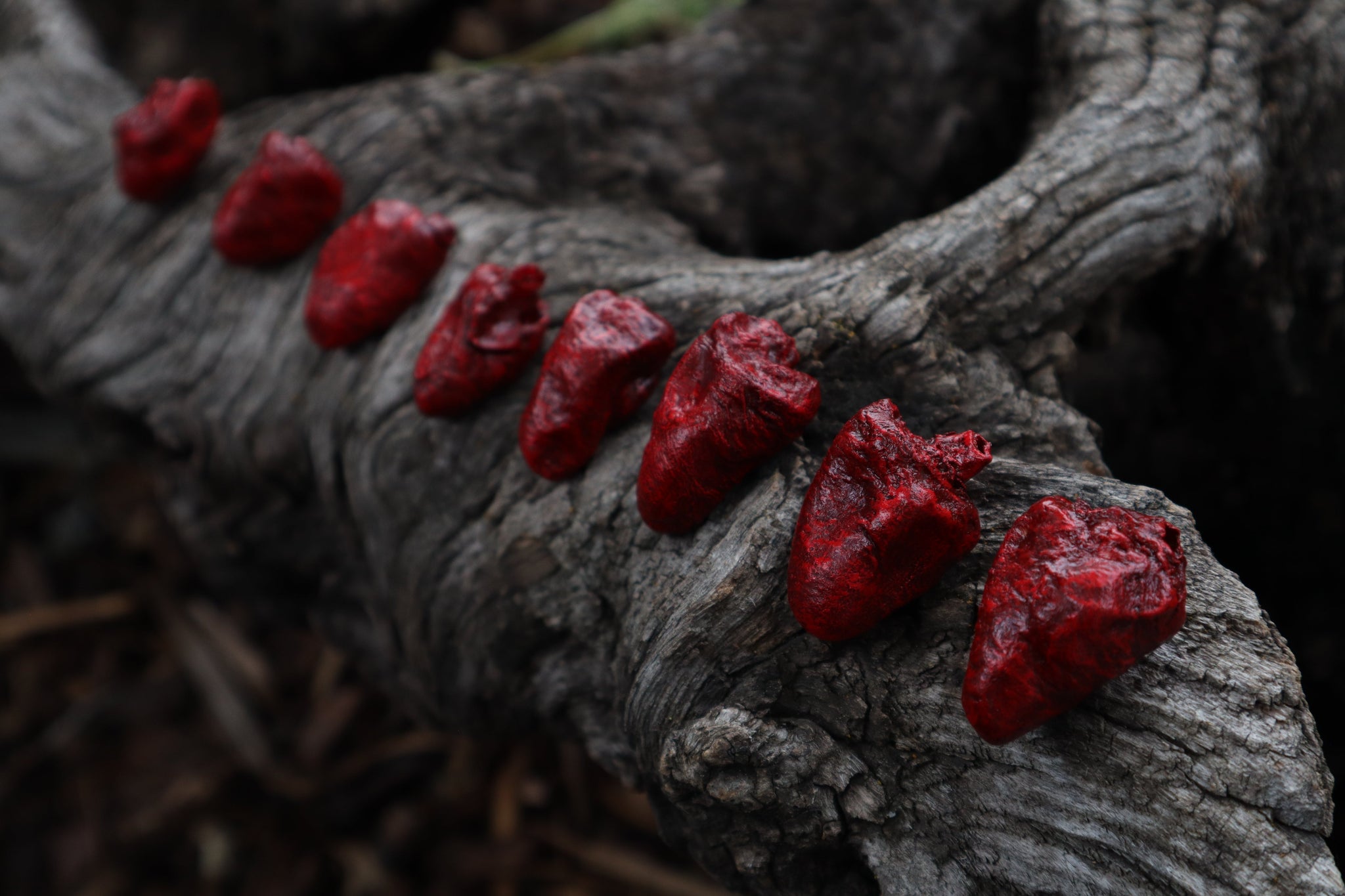 Reserved for Loki - Three Dry Preserved Chicken Hearts