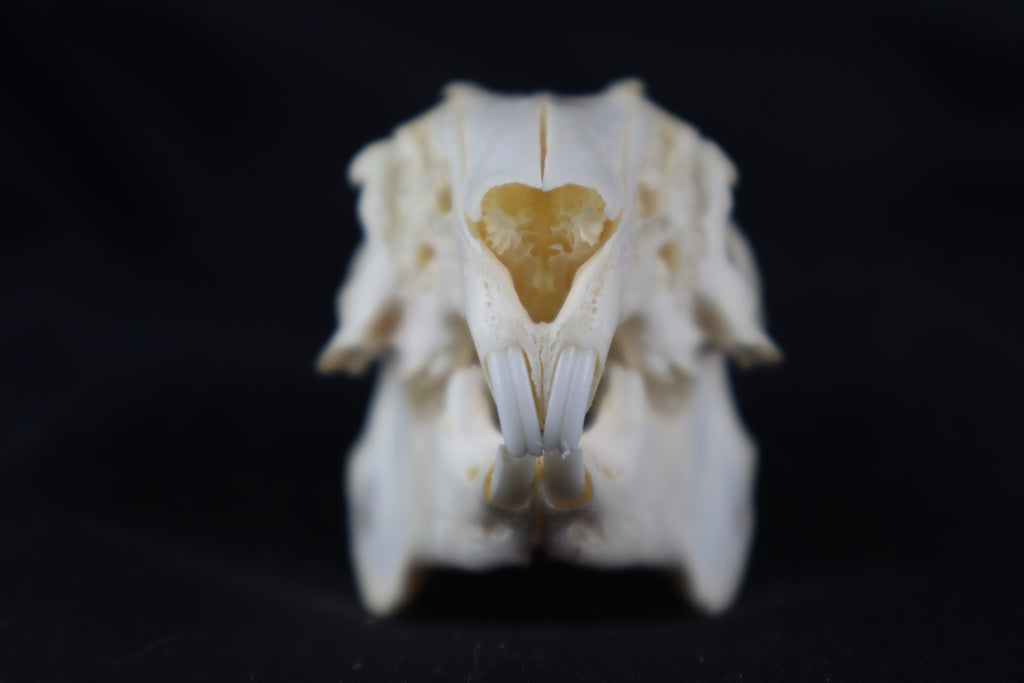 Rabbit Skull