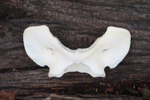 Gray Wolf Atlas Vertebrae