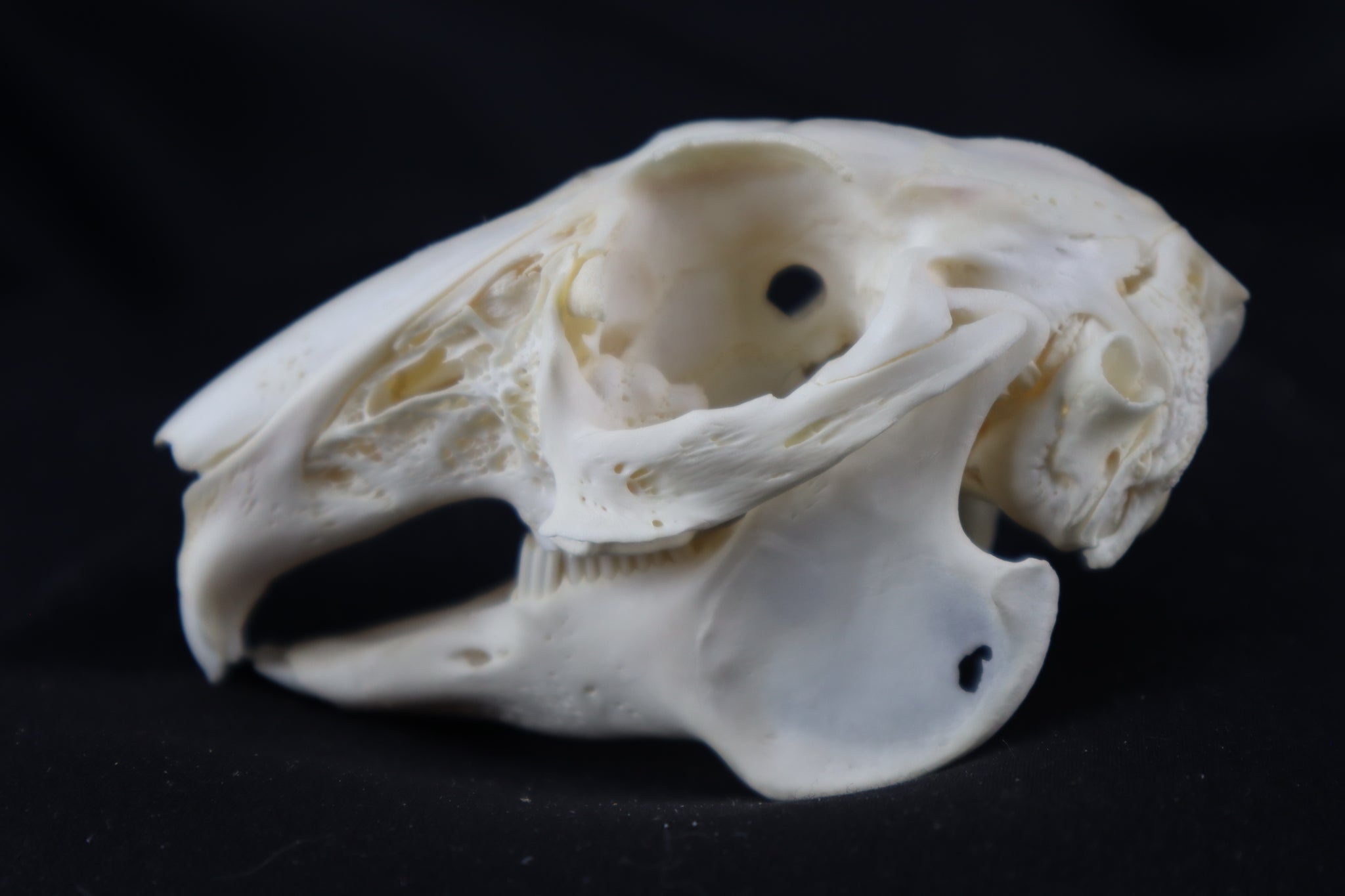 Rabbit Skull