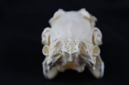 Rabbit Skull