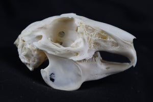 Rabbit Skull