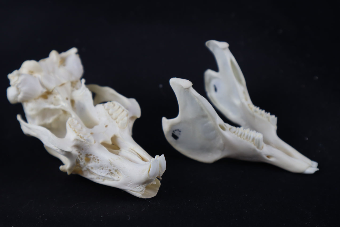 Rabbit Skull