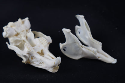 Rabbit Skull