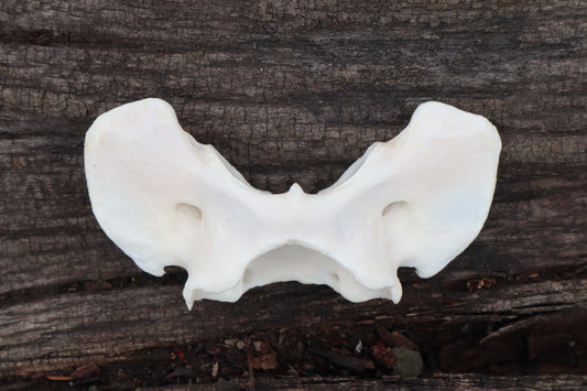 Gray Wolf Atlas Vertebrae