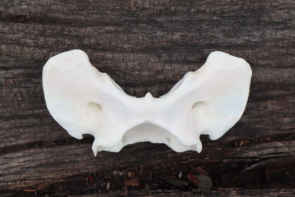 Gray Wolf Atlas Vertebrae