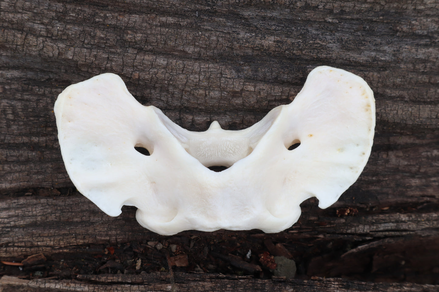 Gray Wolf Atlas Vertebrae
