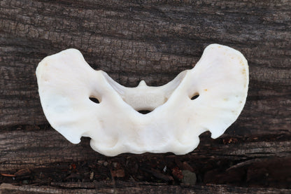 Gray Wolf Atlas Vertebrae