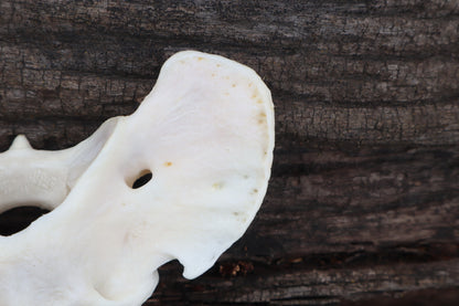 Gray Wolf Atlas Vertebrae