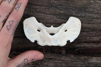Gray Wolf Atlas Vertebrae