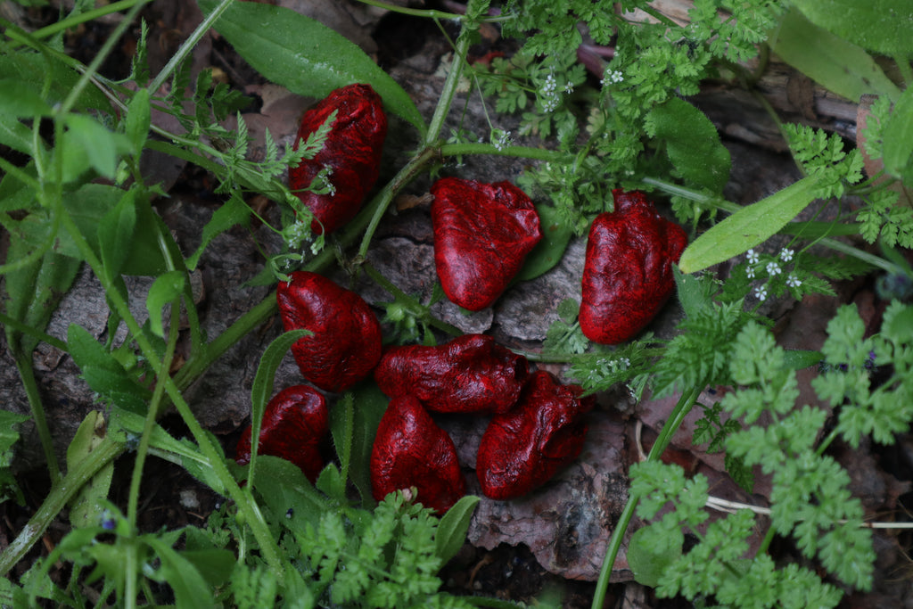 Dry Preserved Chicken Heart