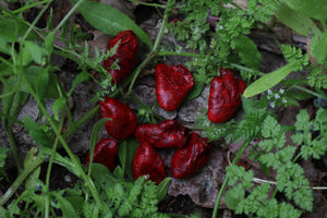 Reserved for Loki - Three Dry Preserved Chicken Hearts