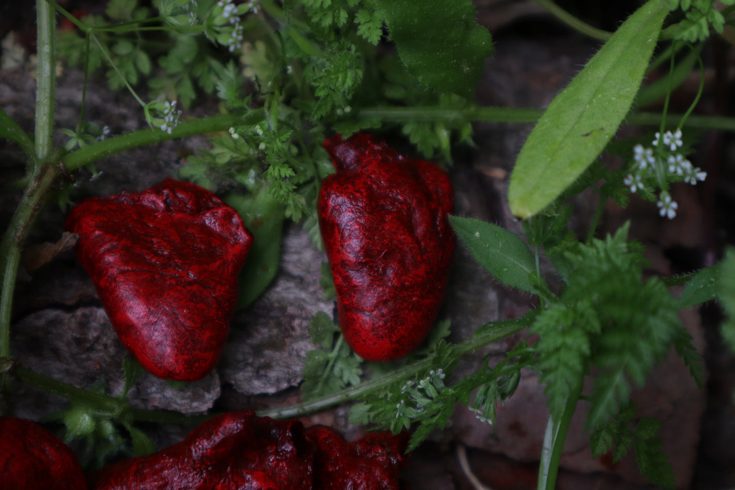 Reserved for Loki - Three Dry Preserved Chicken Hearts