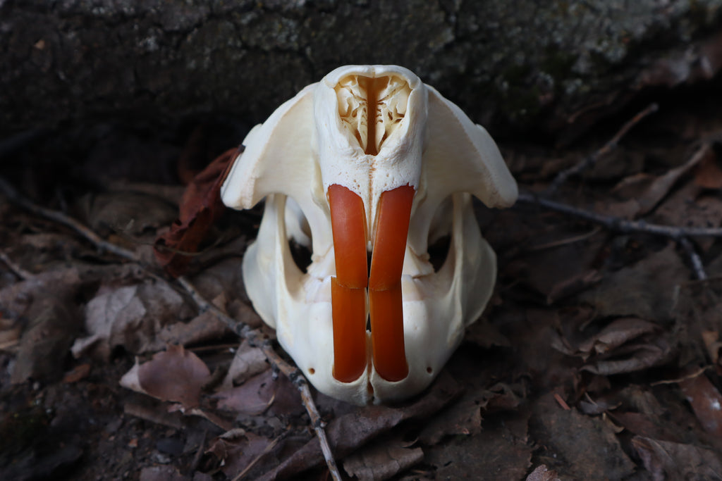 Beaver Skull