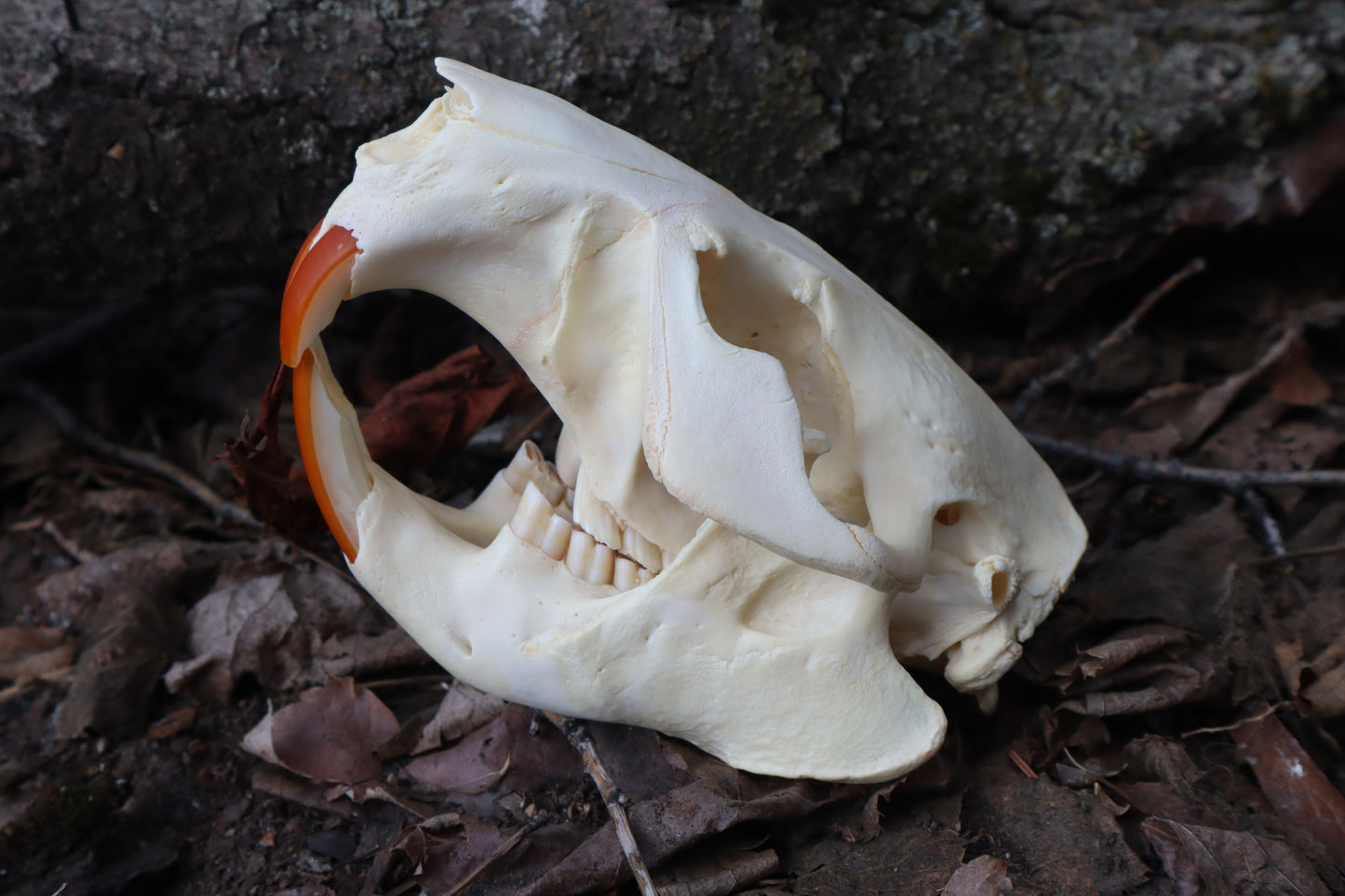 Beaver Skull