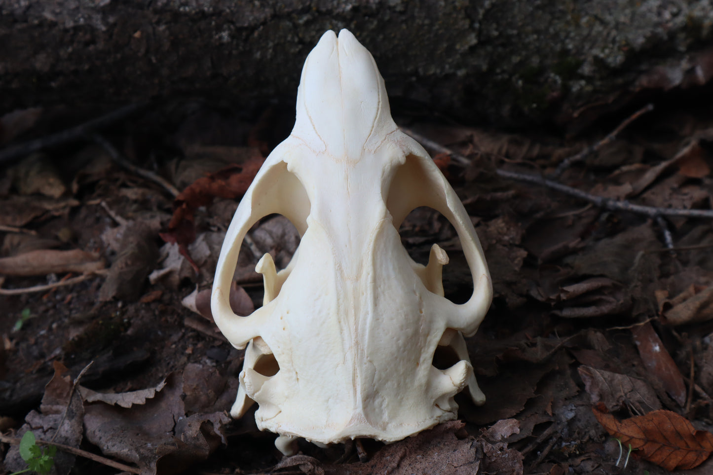 Beaver Skull