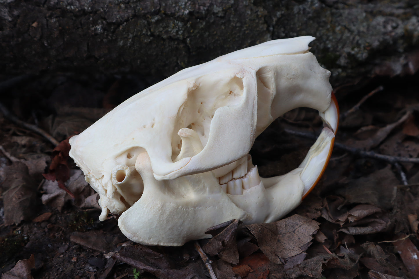 Beaver Skull