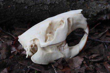 Beaver Skull