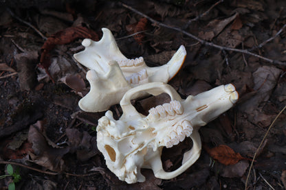 Beaver Skull