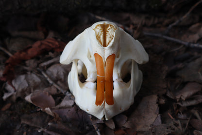 Juvenile Beaver Skull