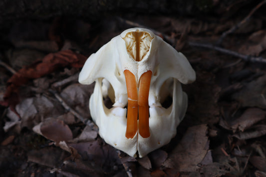 Juvenile Beaver Skull