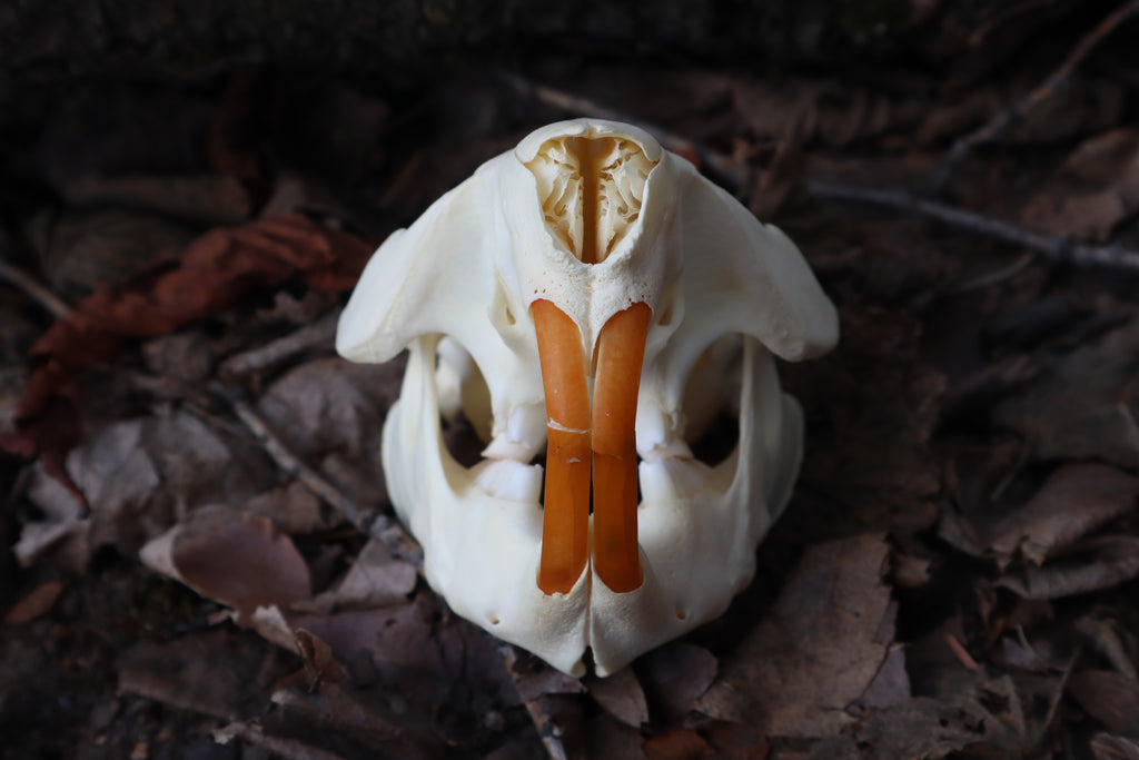 Juvenile Beaver Skull