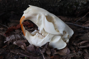 Juvenile Beaver Skull