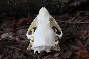 Juvenile Beaver Skull