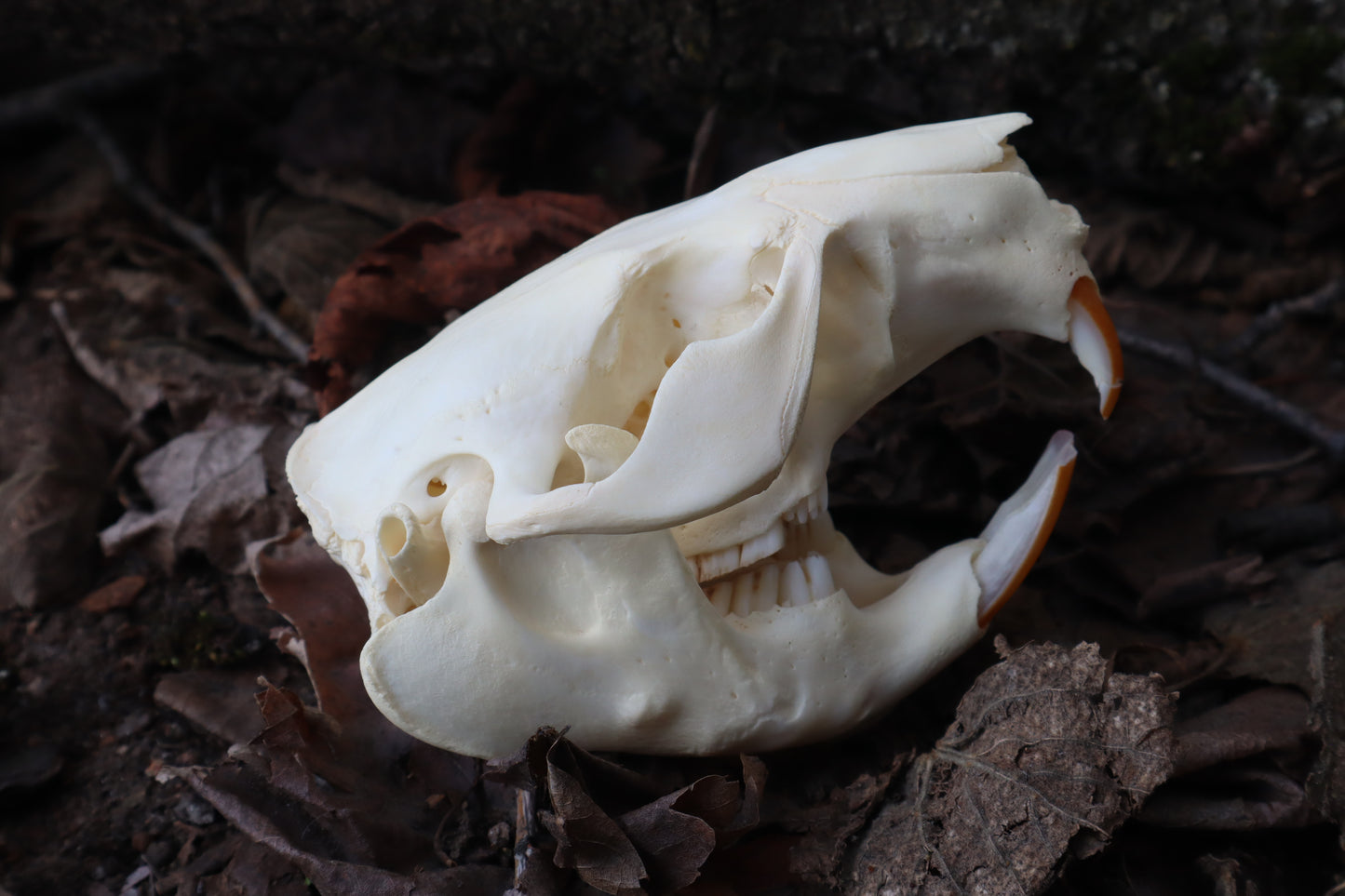 Juvenile Beaver Skull