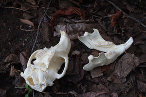 Juvenile Beaver Skull