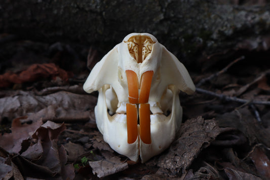 Juvenile Beaver Skull