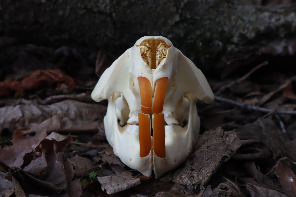 Juvenile Beaver Skull