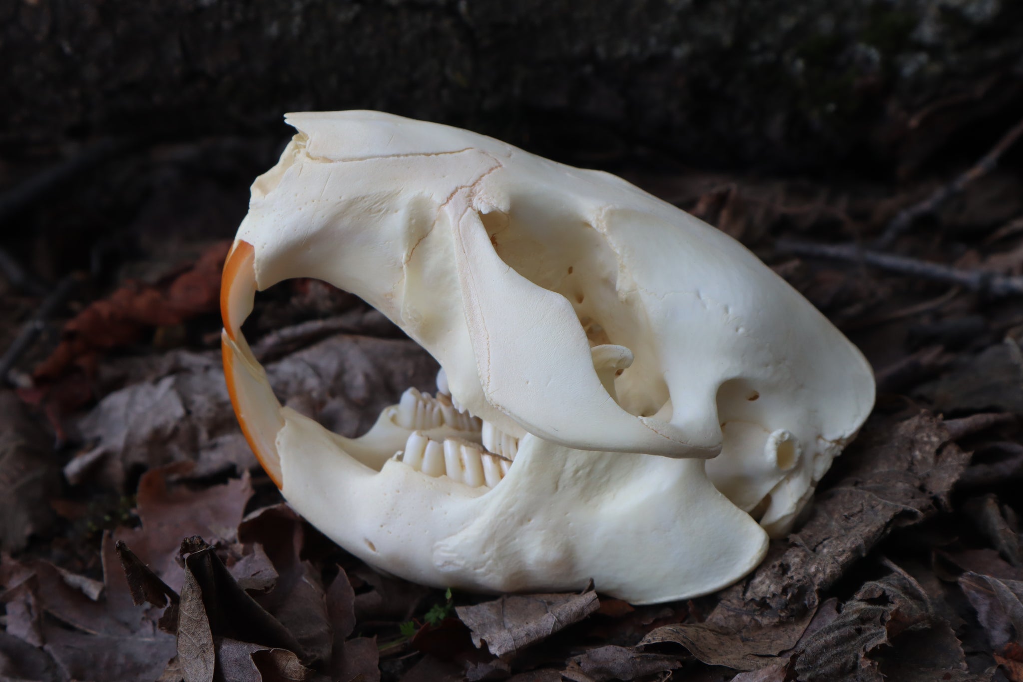 Juvenile Beaver Skull