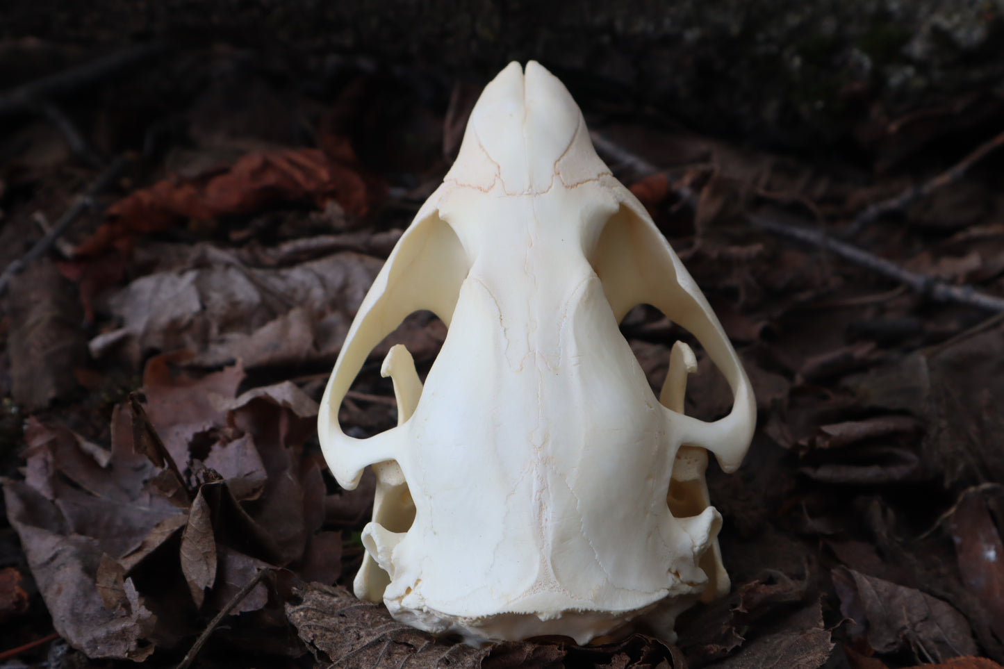 Juvenile Beaver Skull