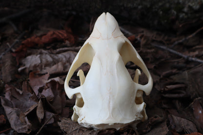 Juvenile Beaver Skull