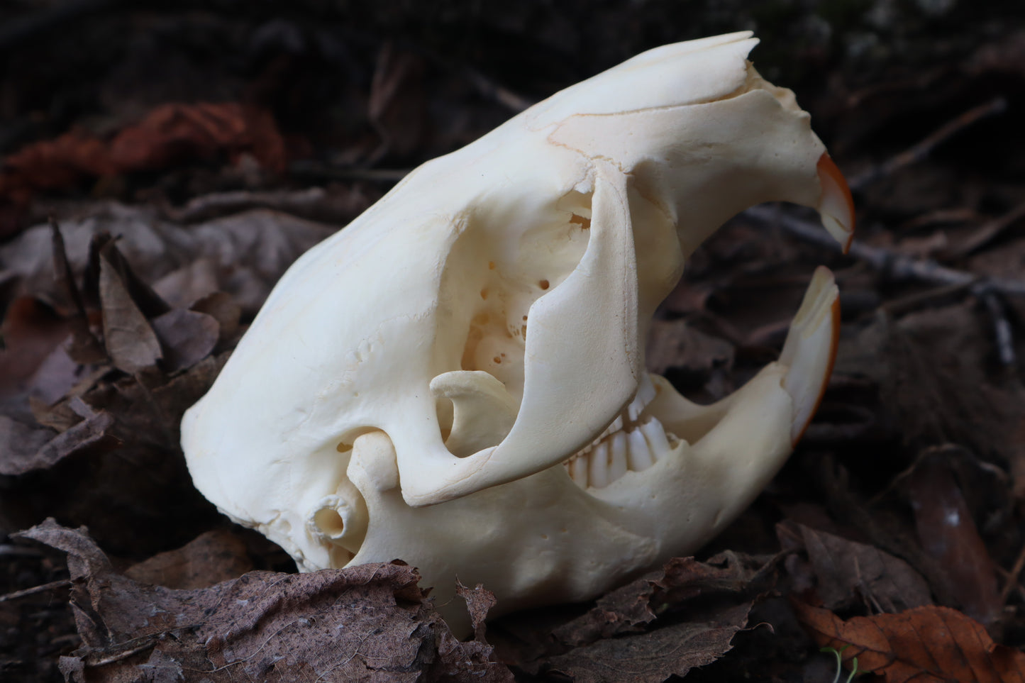 Juvenile Beaver Skull