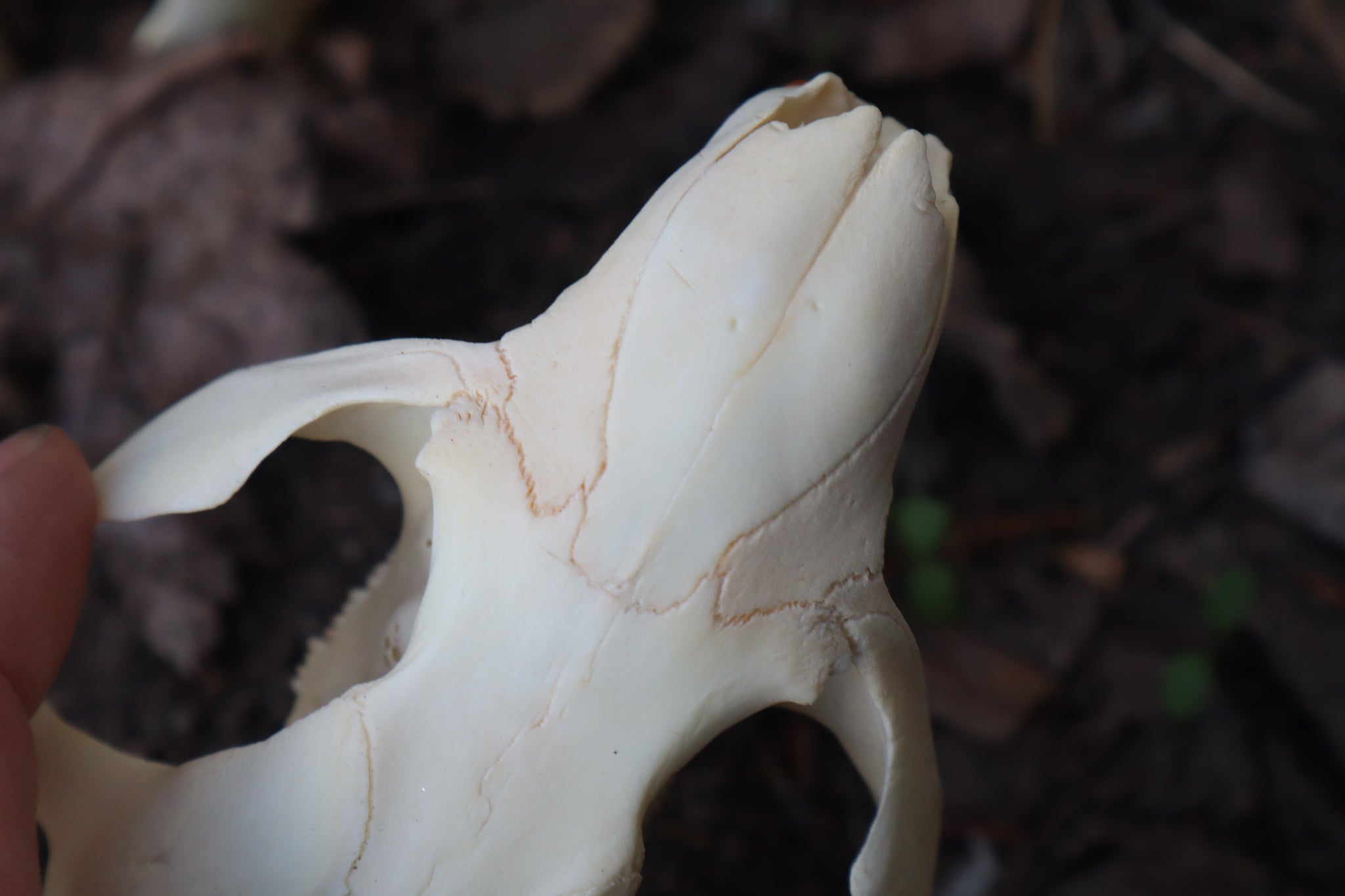 Juvenile Beaver Skull