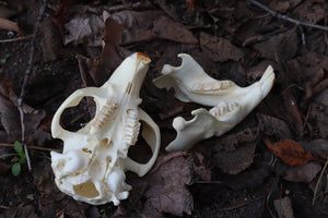 Juvenile Beaver Skull